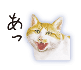 Cats, nothing special 2 sticker #10490144