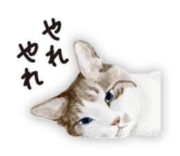 Cats, nothing special 2 sticker #10490145