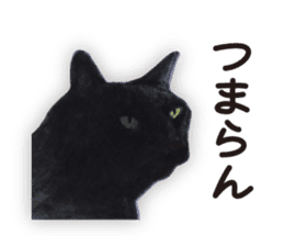 Cats, nothing special 2 sticker #10490146