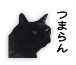 Cats, nothing special 2 sticker #10490146