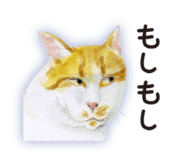 Cats, nothing special 2 sticker #10490148