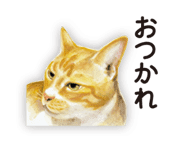 Cats, nothing special 2 sticker #10490151