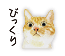 Cats, nothing special 2 sticker #10490152