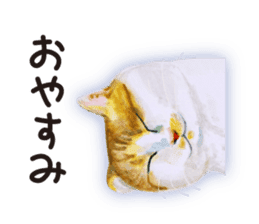 Cats, nothing special 2 sticker #10490156