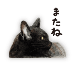 Cats, nothing special 2 sticker #10490158