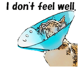 CATOON English ver. sticker #10498800