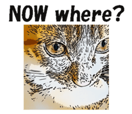 CATOON English ver. sticker #10498801