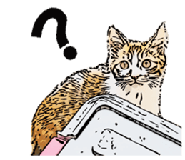 CATOON English ver. sticker #10498810