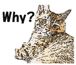 CATOON English ver. sticker #10498827