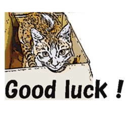 CATOON English ver. sticker #10498834