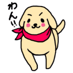 Golden Retriever PINKY