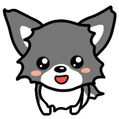 Black-and-white Chihuahua