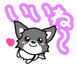 Black-and-white Chihuahua sticker #10563007