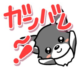 Black-and-white Chihuahua sticker #10563010