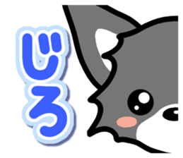 Black-and-white Chihuahua sticker #10563020