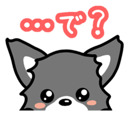 Black-and-white Chihuahua sticker #10563021