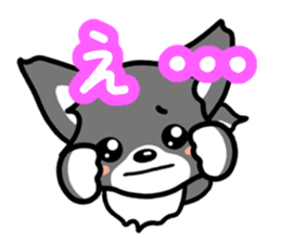 Black-and-white Chihuahua sticker #10563032