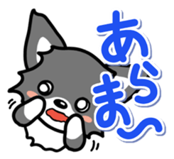 Black-and-white Chihuahua sticker #10563035