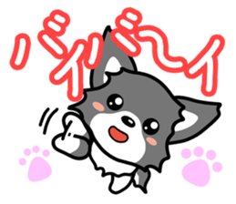 Black-and-white Chihuahua sticker #10563037