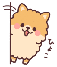 fluffy fat Pomeranian sticker #10565924