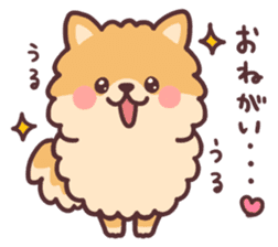 fluffy fat Pomeranian sticker #10565928