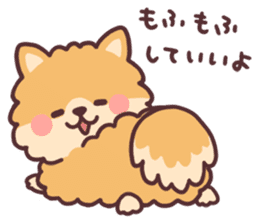 fluffy fat Pomeranian sticker #10565934