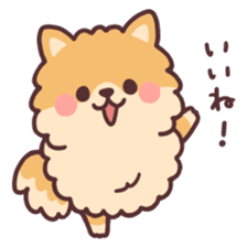 fluffy fat Pomeranian sticker #10565936