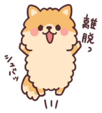 fluffy fat Pomeranian sticker #10565948