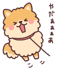 fluffy fat Pomeranian sticker #10565952