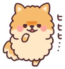 fluffy fat Pomeranian sticker #10565954