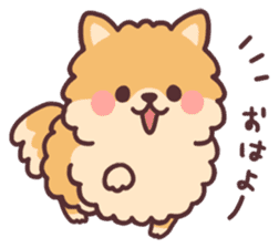 fluffy fat Pomeranian sticker #10565958