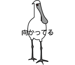 Black faced Spoonbill sticker #10614999
