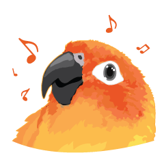 Sun Conure Parrot