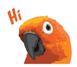 Sun Conure Parrot sticker #10615272