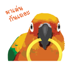 Sun Conure Parrot sticker #10615273
