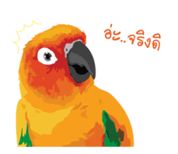 Sun Conure Parrot sticker #10615274
