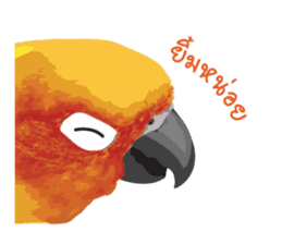 Sun Conure Parrot sticker #10615276