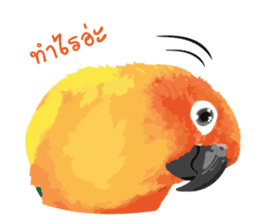 Sun Conure Parrot sticker #10615277