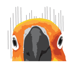 Sun Conure Parrot sticker #10615278