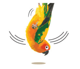 Sun Conure Parrot sticker #10615281