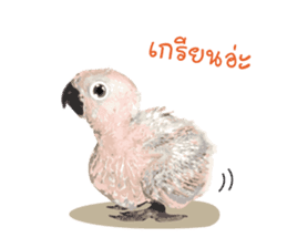 Sun Conure Parrot sticker #10615288