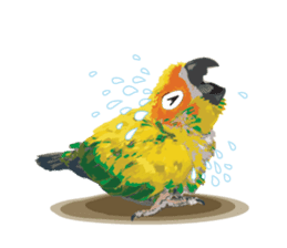 Sun Conure Parrot sticker #10615289