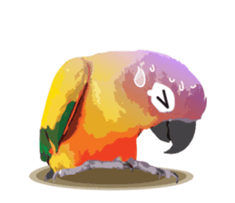 Sun Conure Parrot sticker #10615291