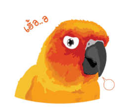 Sun Conure Parrot sticker #10615294