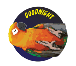 Sun Conure Parrot sticker #10615303