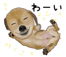 Dachs Fan sticker #10631982