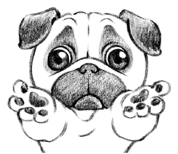 Melancholy Pug 1 sticker #10637733