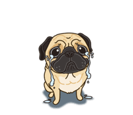 A sticker willingly. Pug (English) sticker #10646579