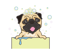 A sticker willingly. Pug (English) sticker #10646596