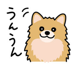 Cute! Pomeranian Stickers sticker #10647685